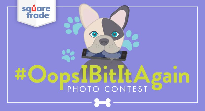 Pets Break Stuff: Win a New Pet Cam